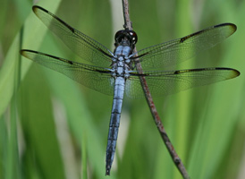 Bar-winged Skimmer